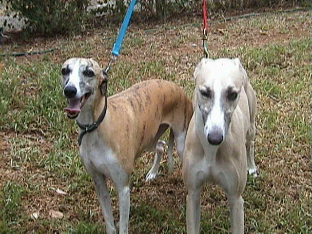 picturedog.jpg (95706 octets)